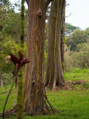 Tall eucalyptus trees stand in a lush green forest setting.