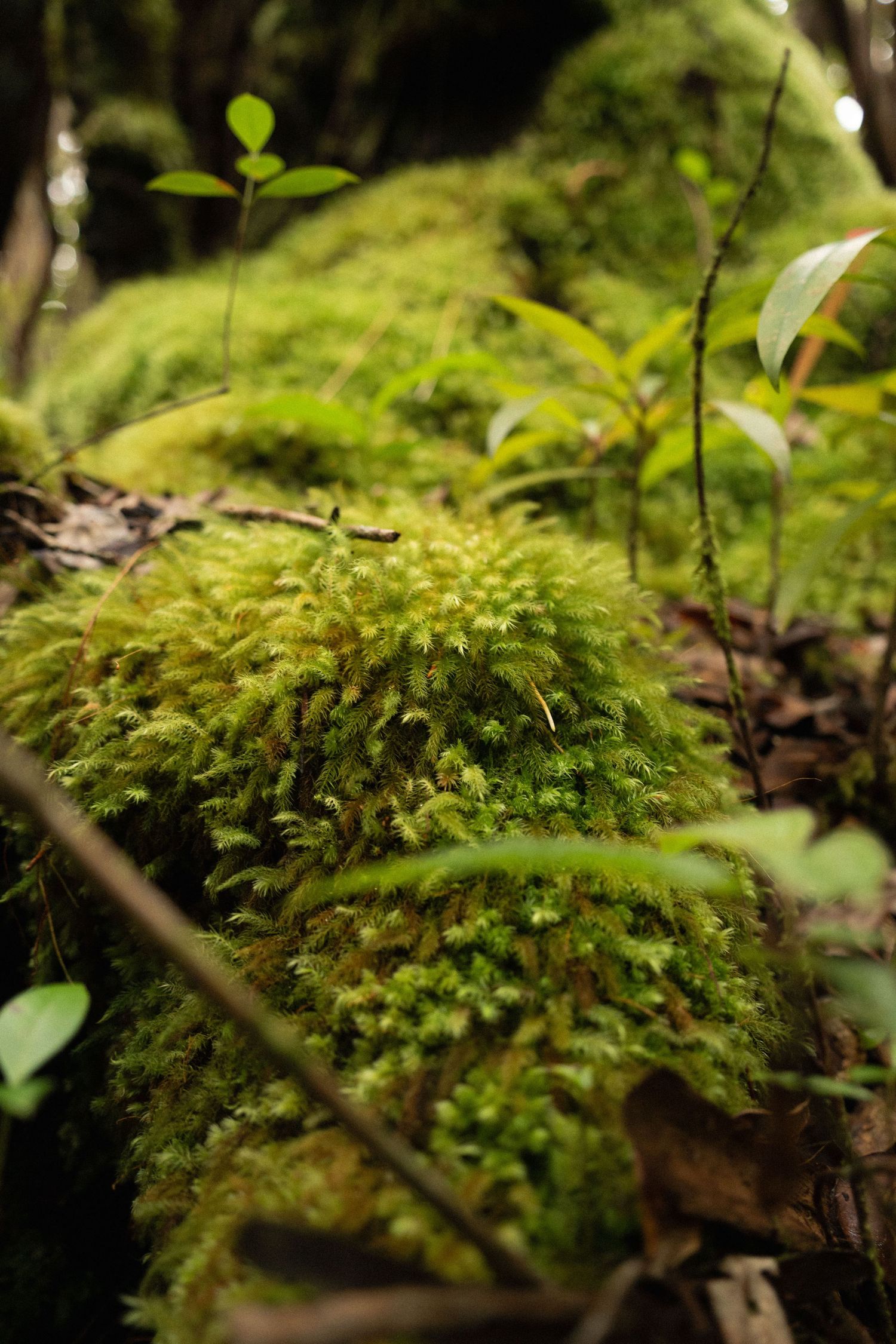 Detailed macro shots of bright green moss growing on forest floor.