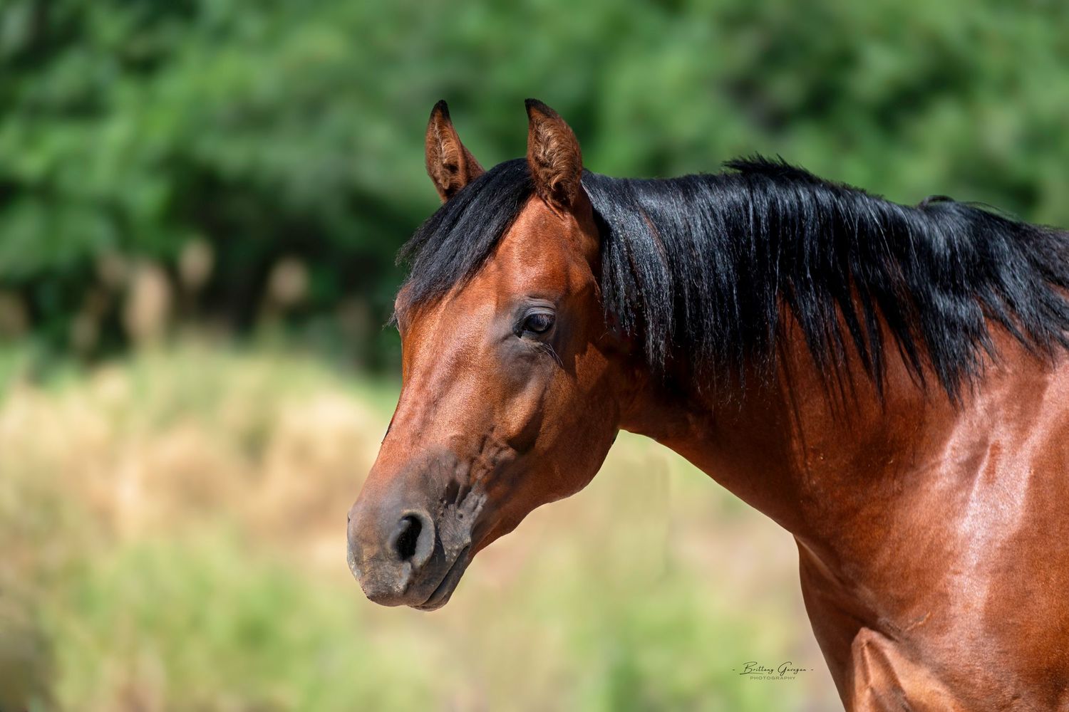 Close up portrait of a bay horse with dark mane against blurred green background.