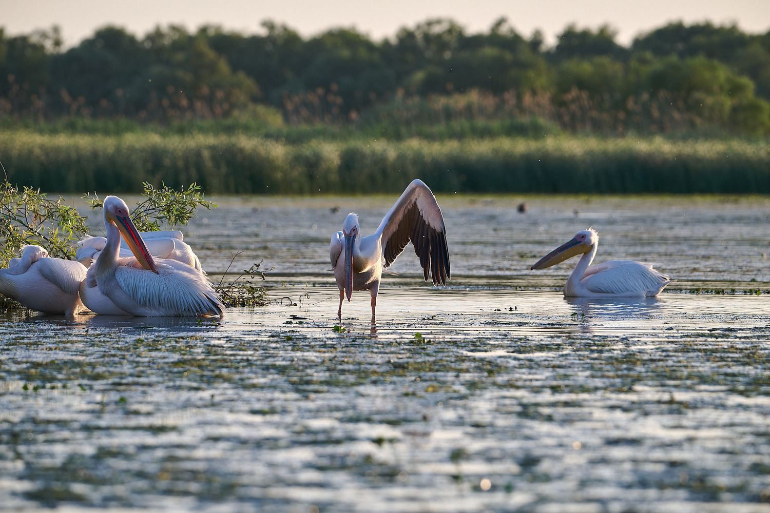 White pelicans feeding and swimming in wetland waters during golden hour.