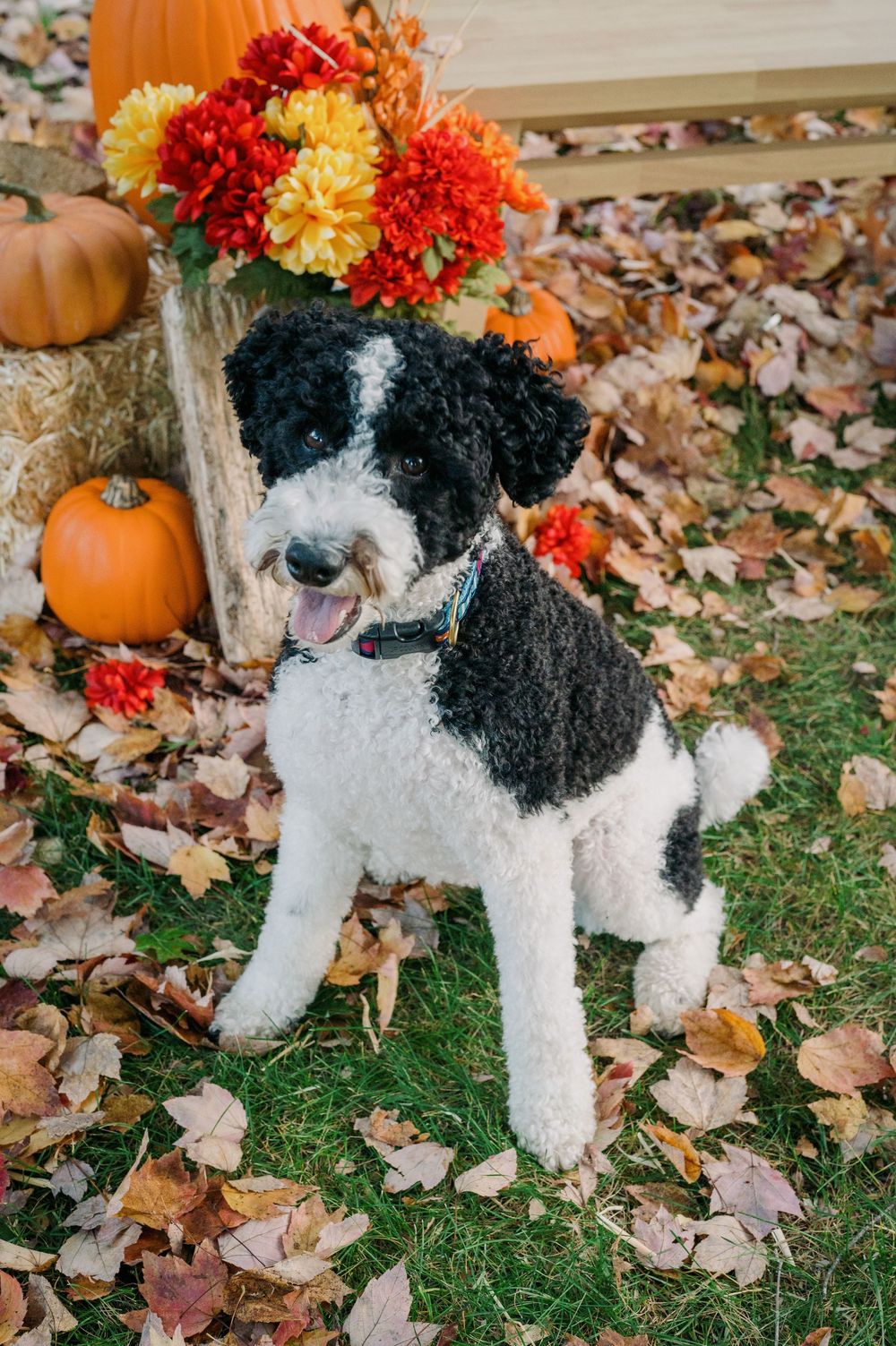 Black and white curly-haired dog sitting on fall leaves beside pumpkins and autumn flowers.