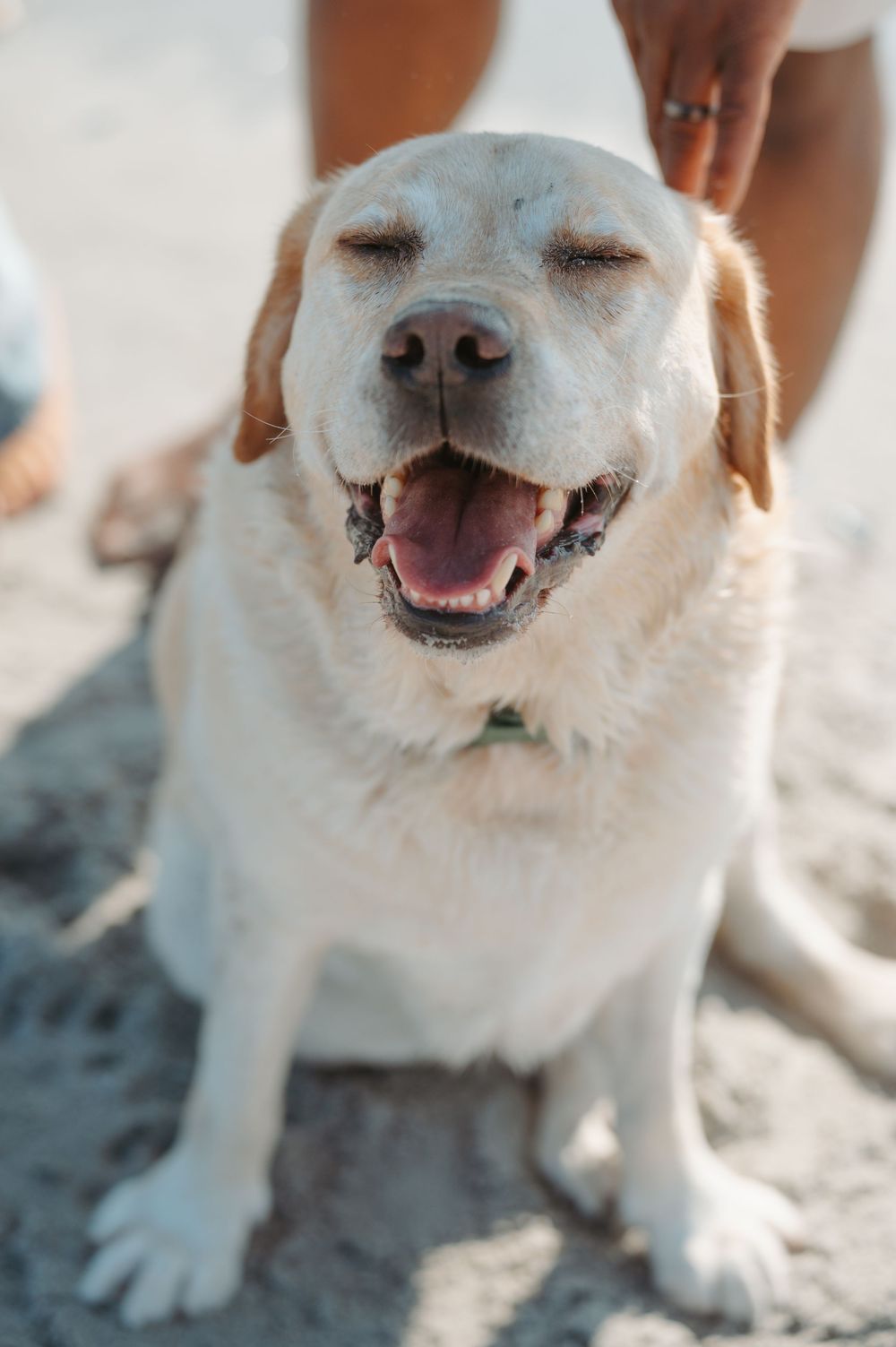 Happy white Labrador dog with closed eyes and big smile sitting on sand at beach shows pure joy and contentment.