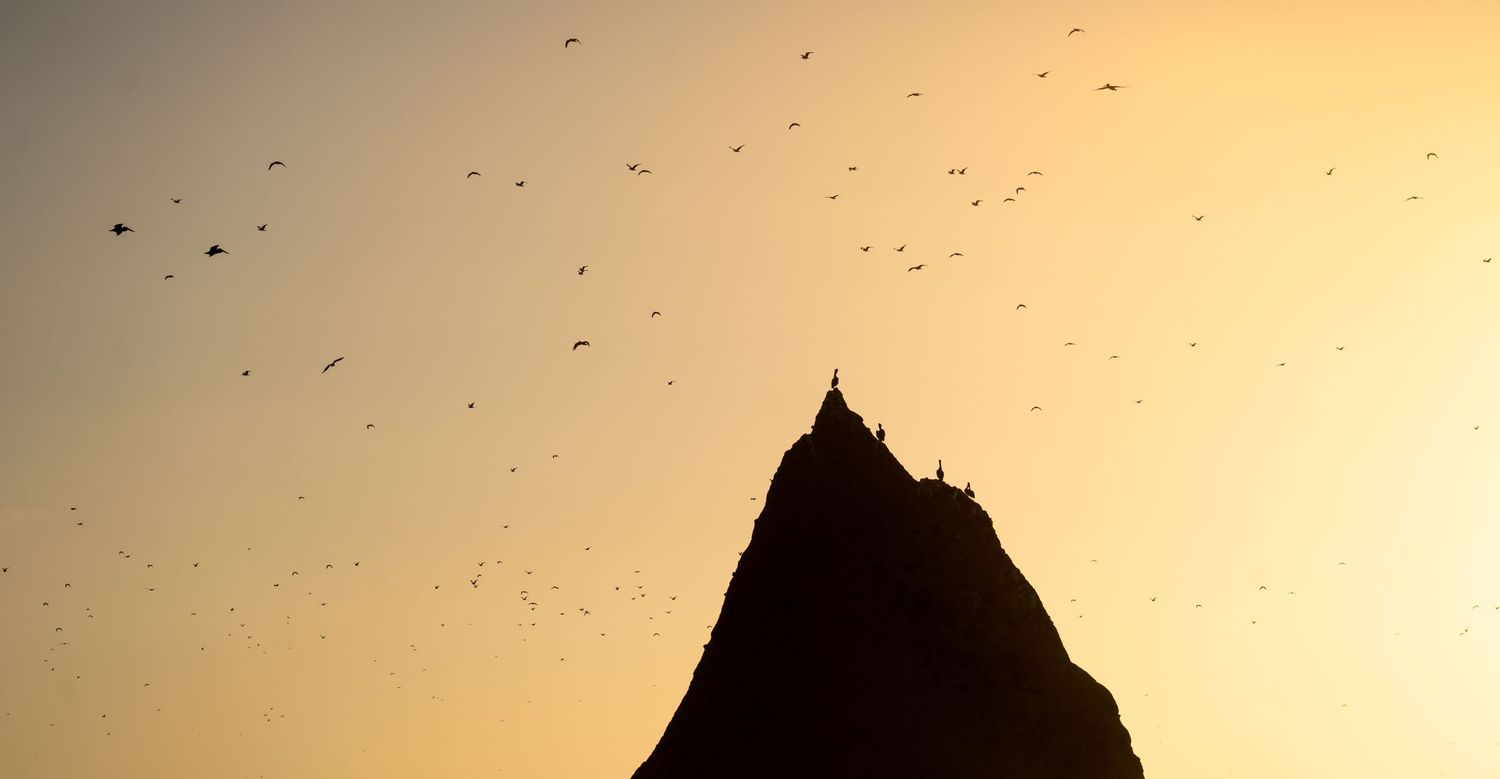 Seabirds fly against a golden sunset sky over a dark mountain silhouette.