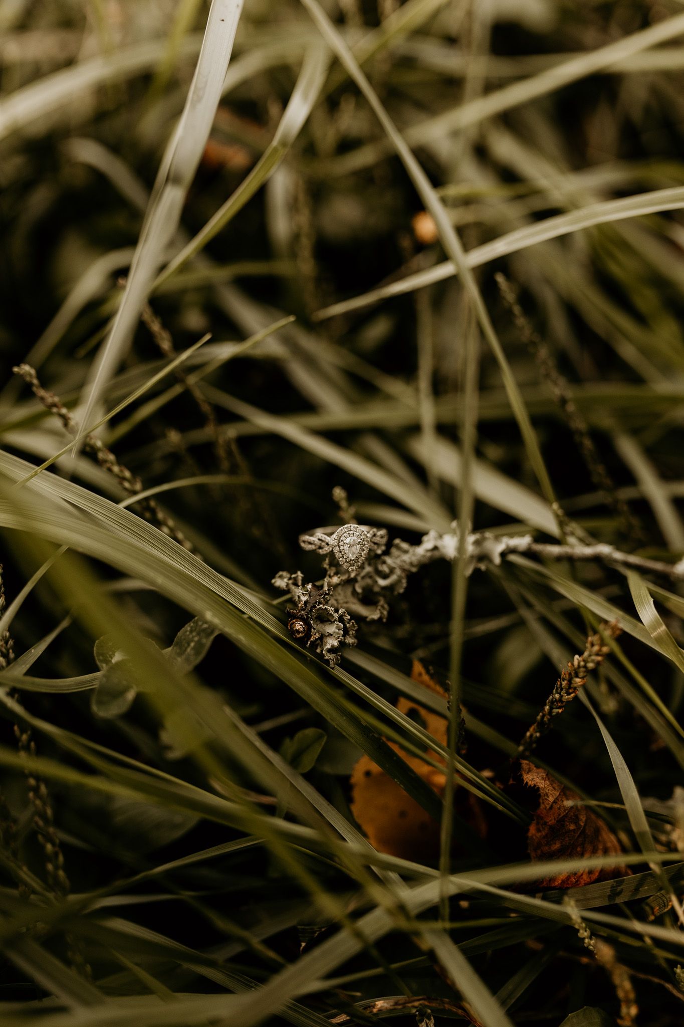 Close-up macro shot of wedding rings nestled in grass and leaves.