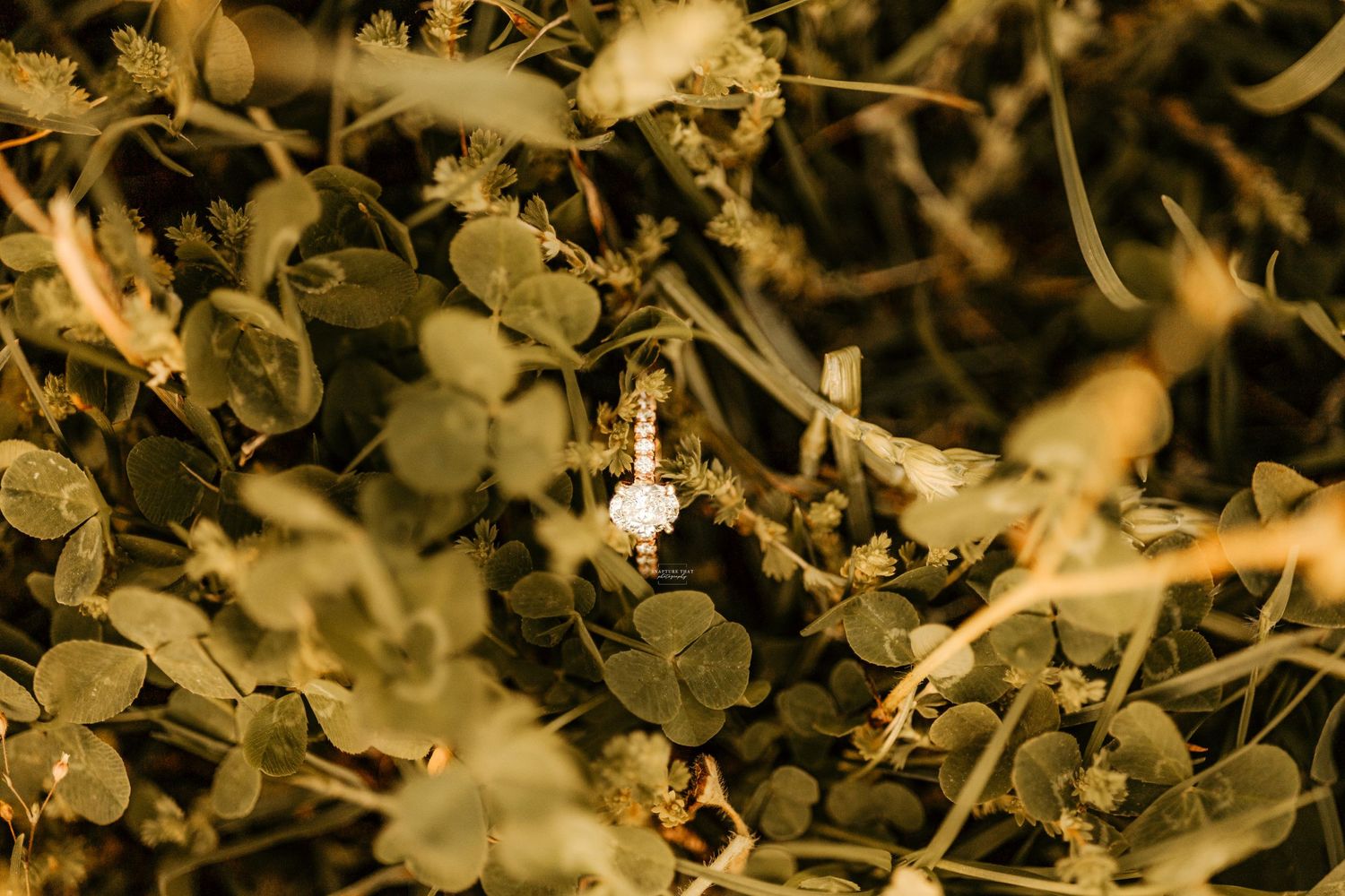 Close-up nature photography of leaves and branches in dark atmospheric lighting.