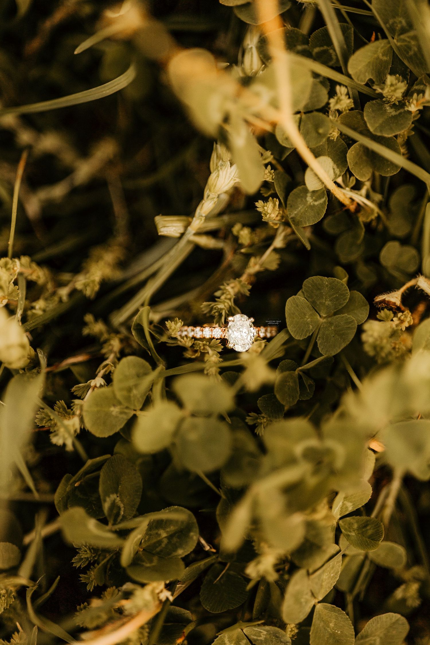 Artistic macro shot of delicate foliage and flowers in moody sepia tones.