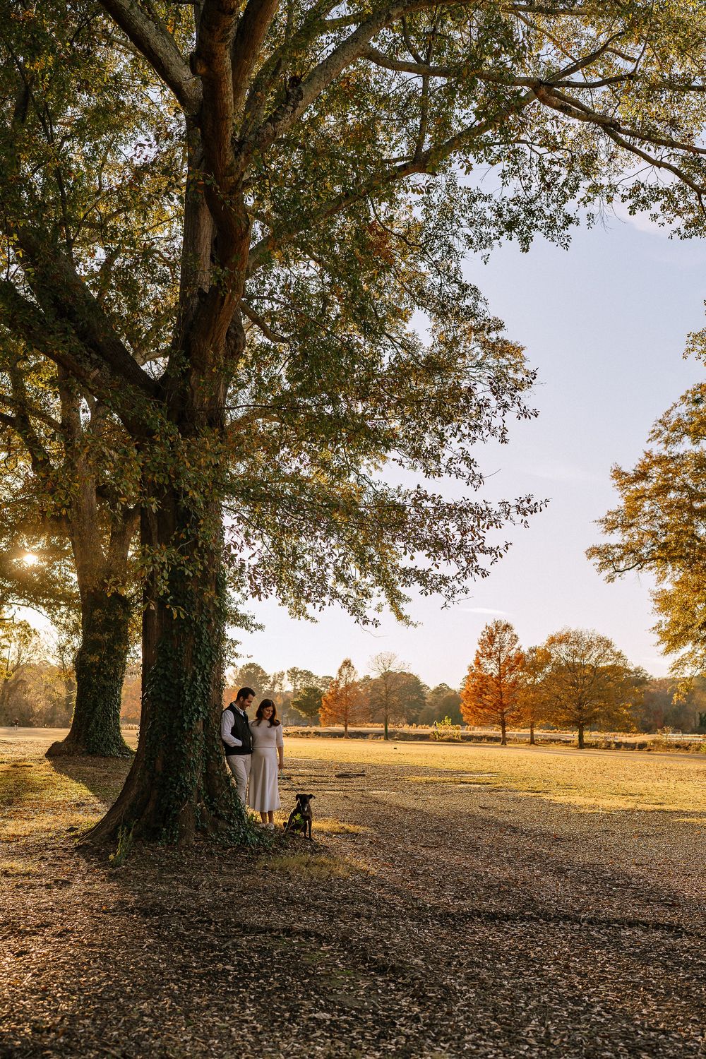 Pregnant couple embracing under large oak tree in golden autumn park at sunset.