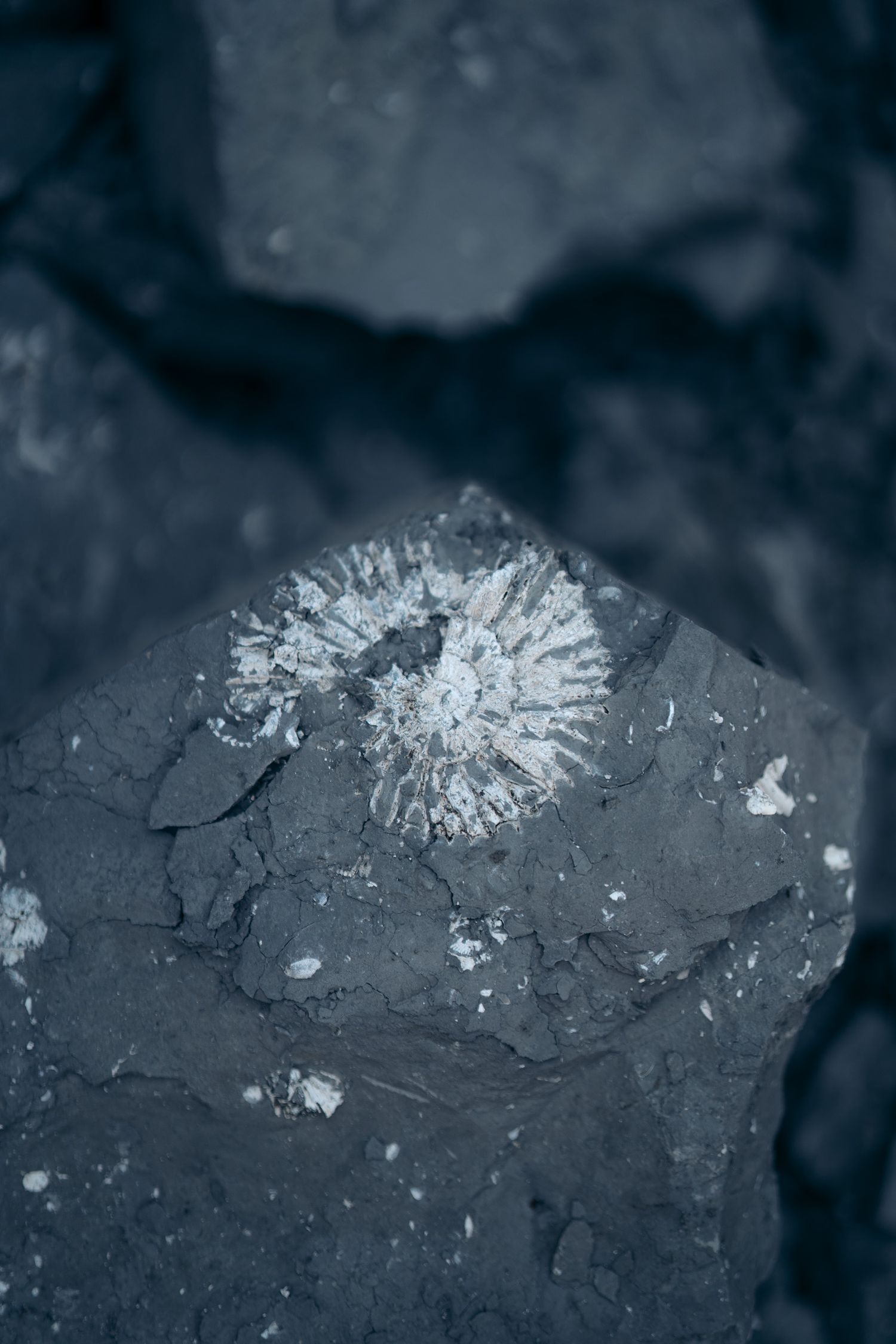 fossile sur la jurassic coast en angleterre