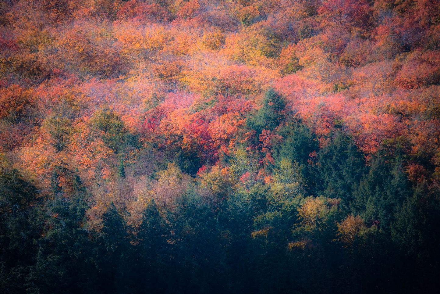 Pt#2 - The Forest Through the Trees. Algonquin Park, CA.
