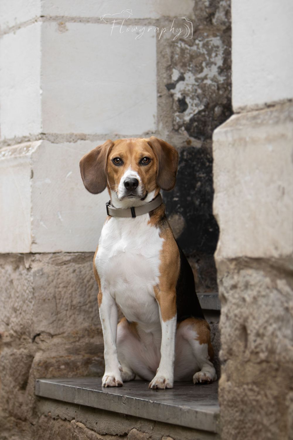 Mini shooting citadelle d'Arras - Portrait photo d'un beagle assis sur une marche