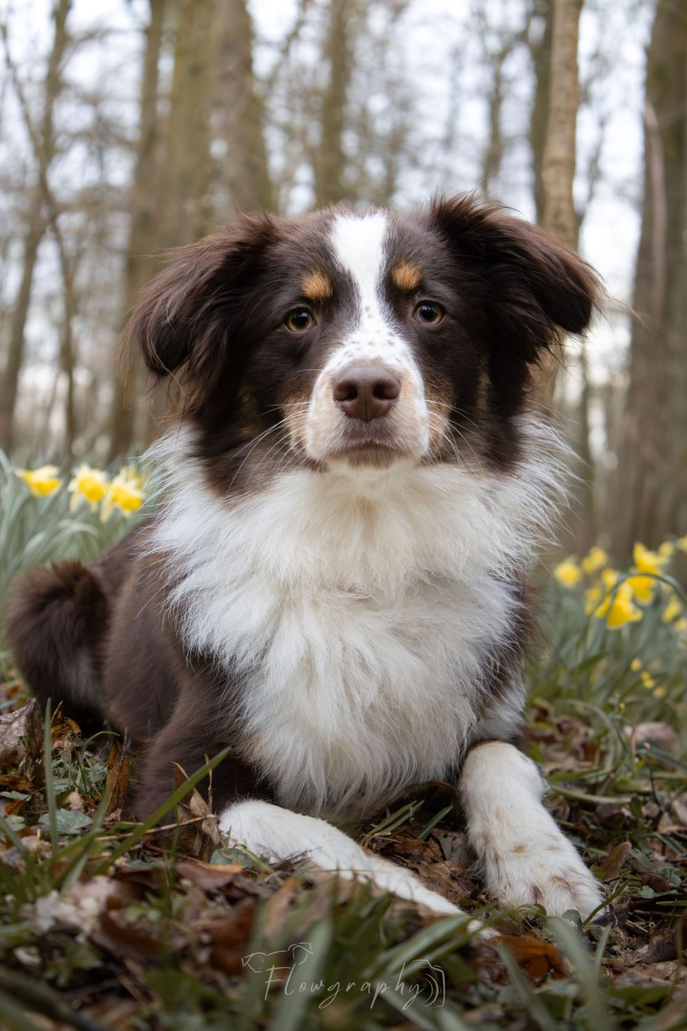 Mini shooting forêt – Berger américain miniature couché dans les jonquilles
