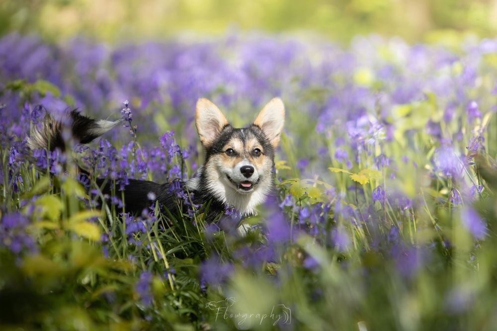 Mini shooting jacinthes sauvages - Photo d'un corgi noir et blanc dans les fleurs violettes de la forêt de Phalempin