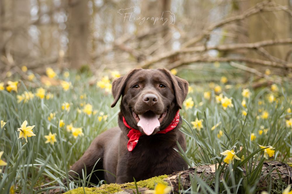 Mini shooting Jonquilles - portrait d'un labrador chocolat à l'allure heureuse couché dans les fleurs jaunes près d'Arras