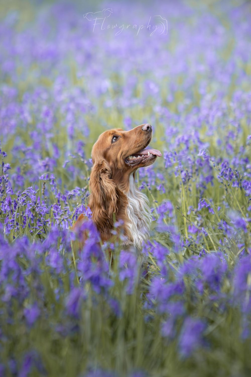 Mini shooting jacinthes sauvages - Portrait d'un cocker roux heureux dans un champs de fleurs violettes dans la forêt de Phalempin