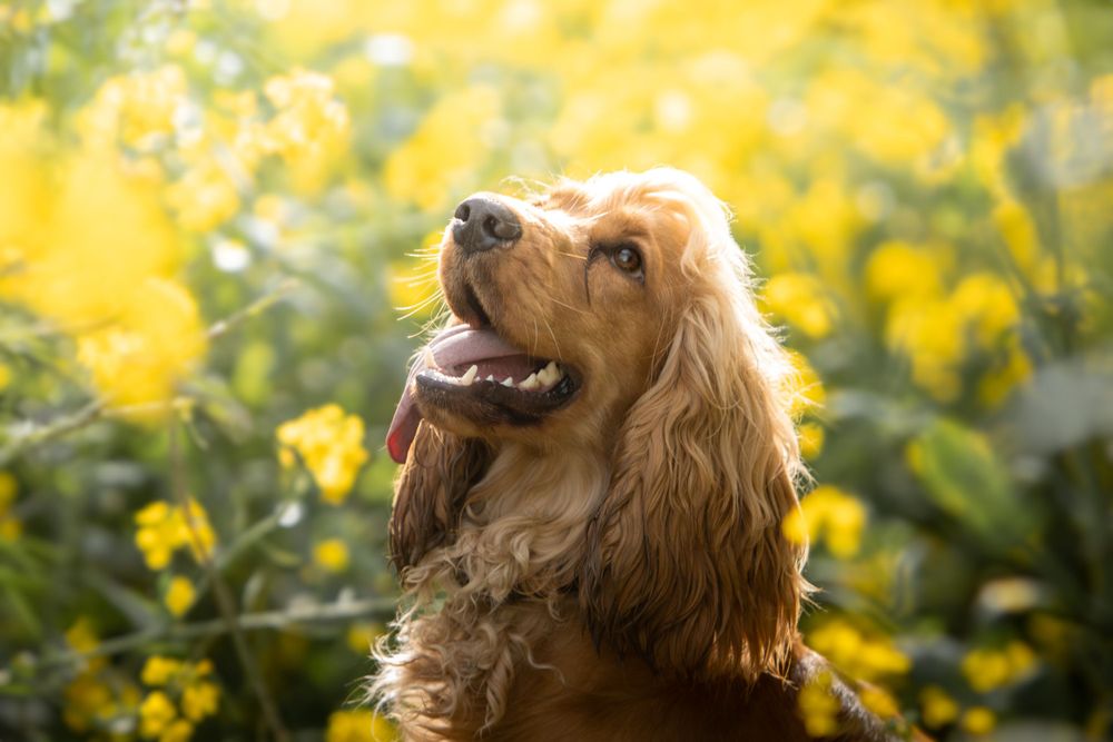 Mini shooting colza - Portrait d'un cocker roux dans un champs de fleurs jaunes près de Lens