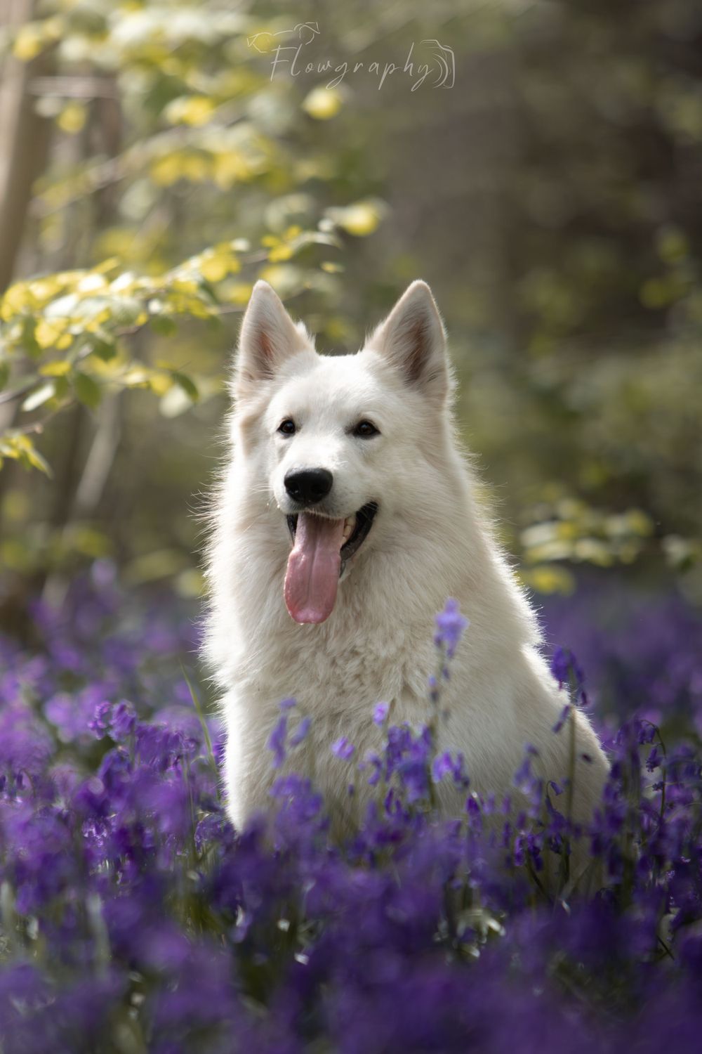 Mini shooting jacinthes sauvages - Portrait d'un berger blanc suisse heureux dans les fleurs violettes de Phalempin
