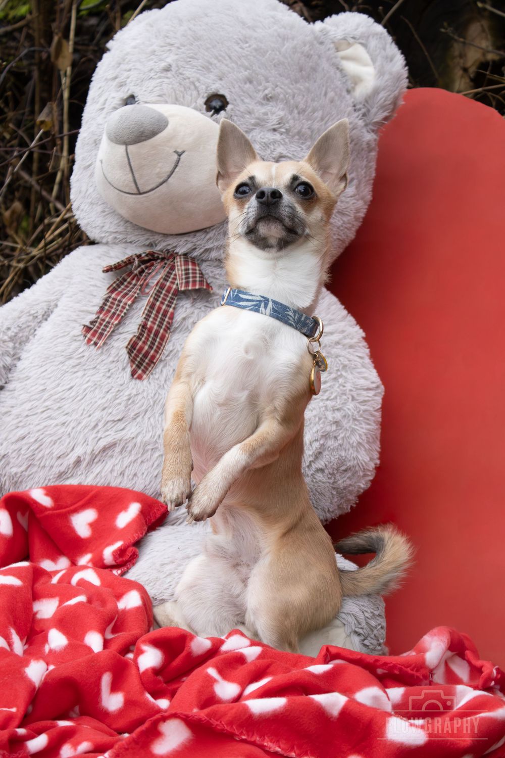 Mini shooting Saint Valentin - chihuahua avec un ours en peluche sur une couverture rouge avec des coeurs