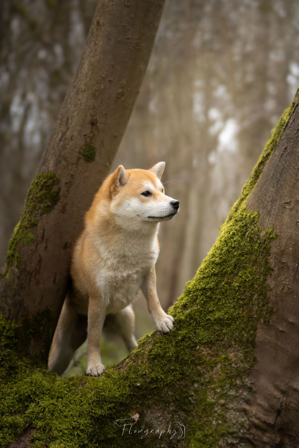 Mini shooting forêt - photo d'un shiba Inu paraissant intrigué entre des souches d'arbres avec de la mousse