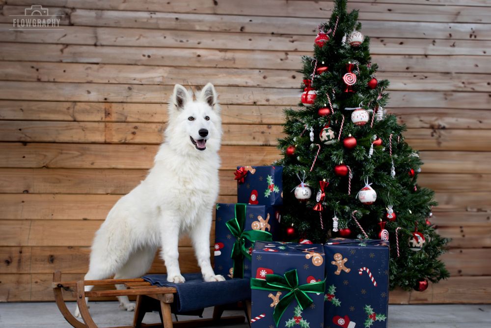 Mini shooting Noël - Berger blanc suisse posé sur une luge à côté d'un sapin et des cadeaux de Noël