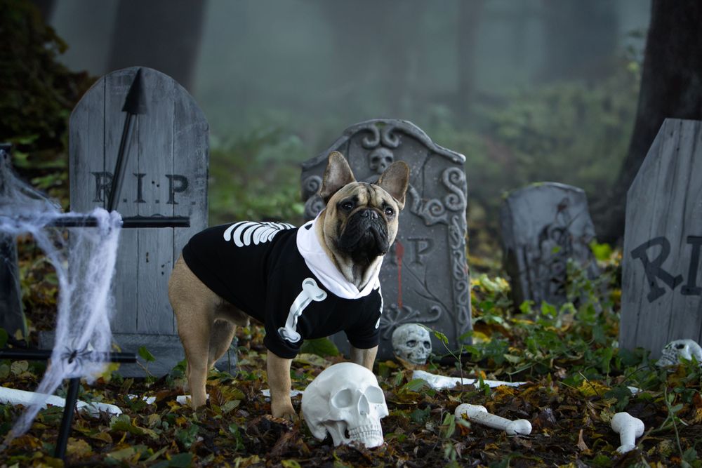 Mini shooting Halloween - photo d'un bouledogue français déguisé au milieu des pierres tombales d'un cimetière avec un crane et des os