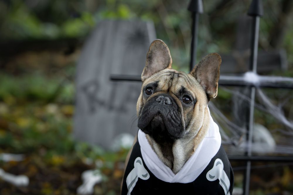 Mini shooting Halloween - Portrait proche d'un bouledogue français devant un décor de cimetière