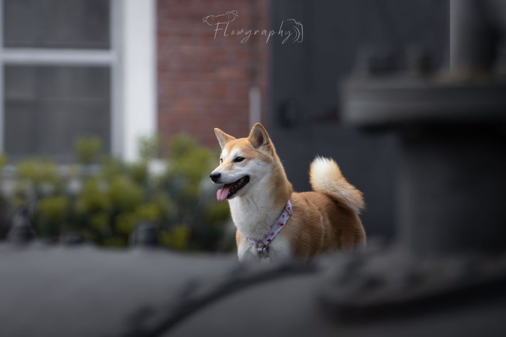 Shooting photo Oignies - Portrait de Shiba Inu dans un décors minier