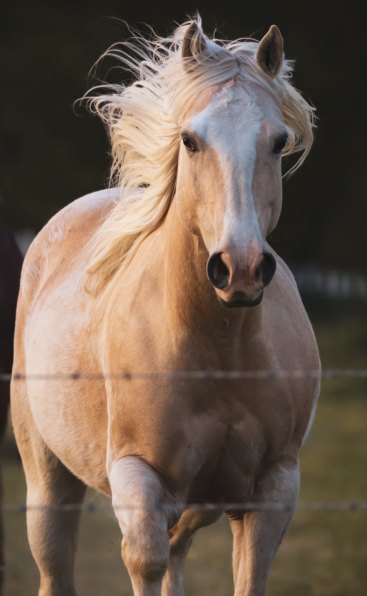 A cream-colored horse with windswept mane runs in natural lighting.