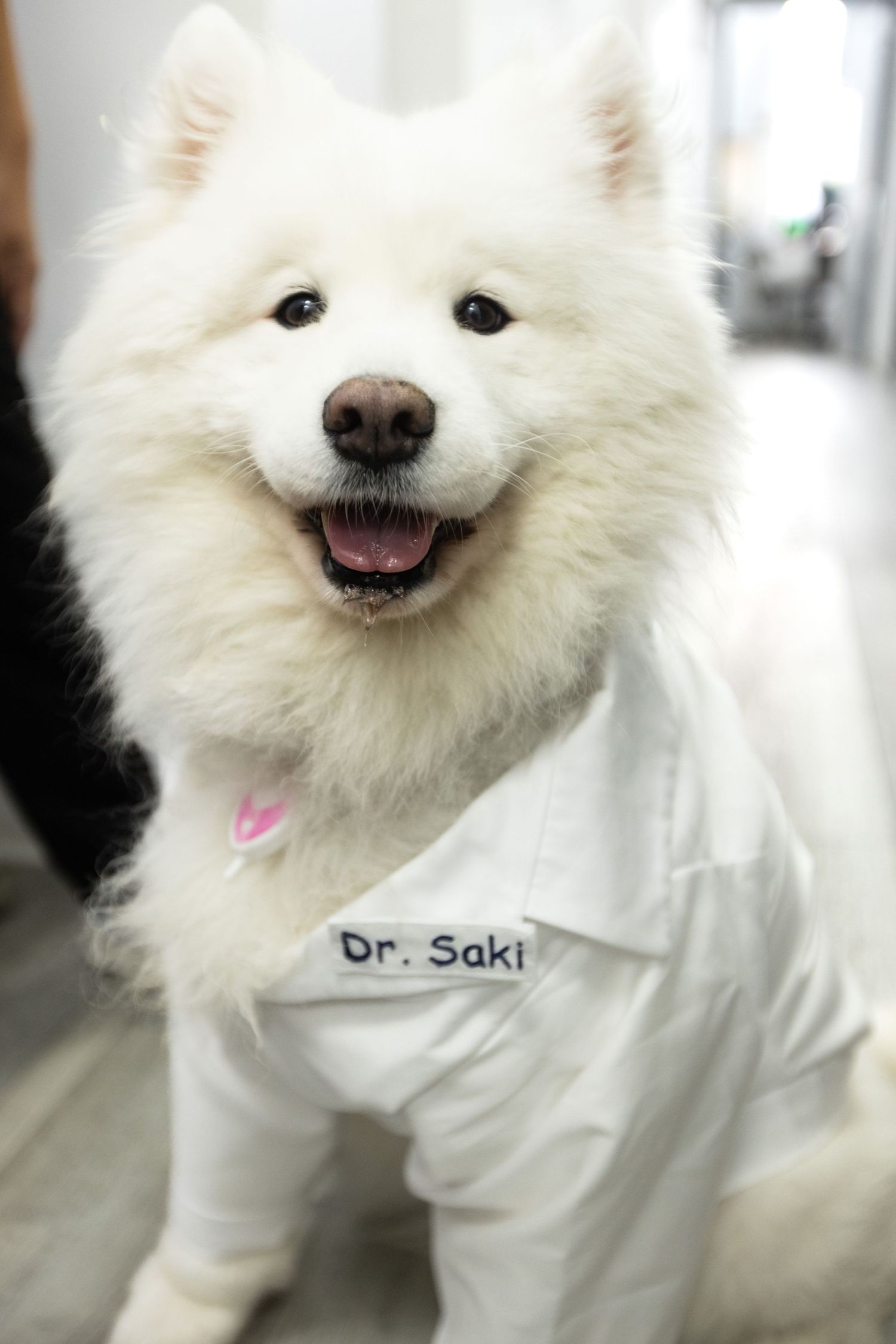 A smiling white Samoyed dog wearing a medical coat labeled Dr. Saki.