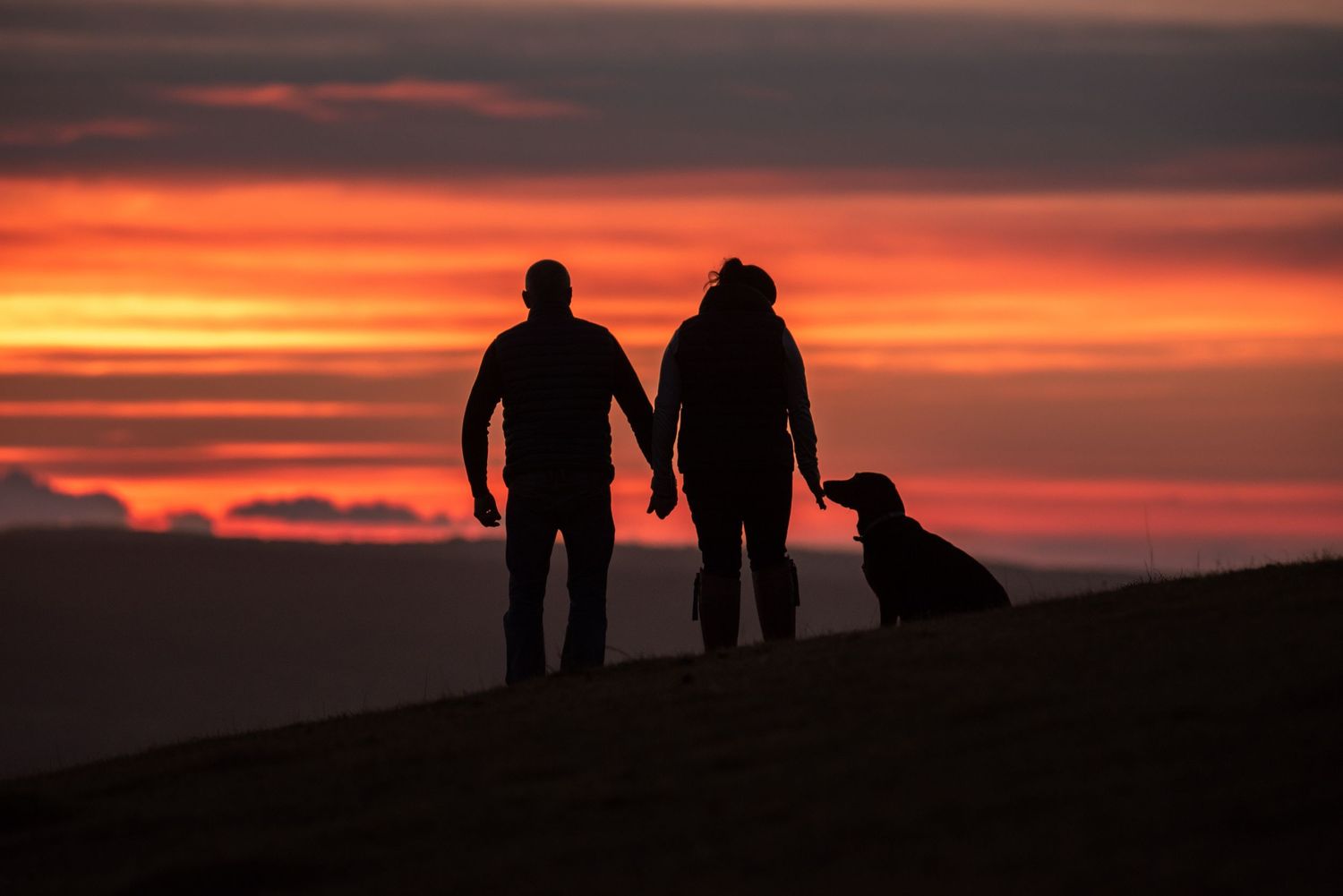 Family and Dogs