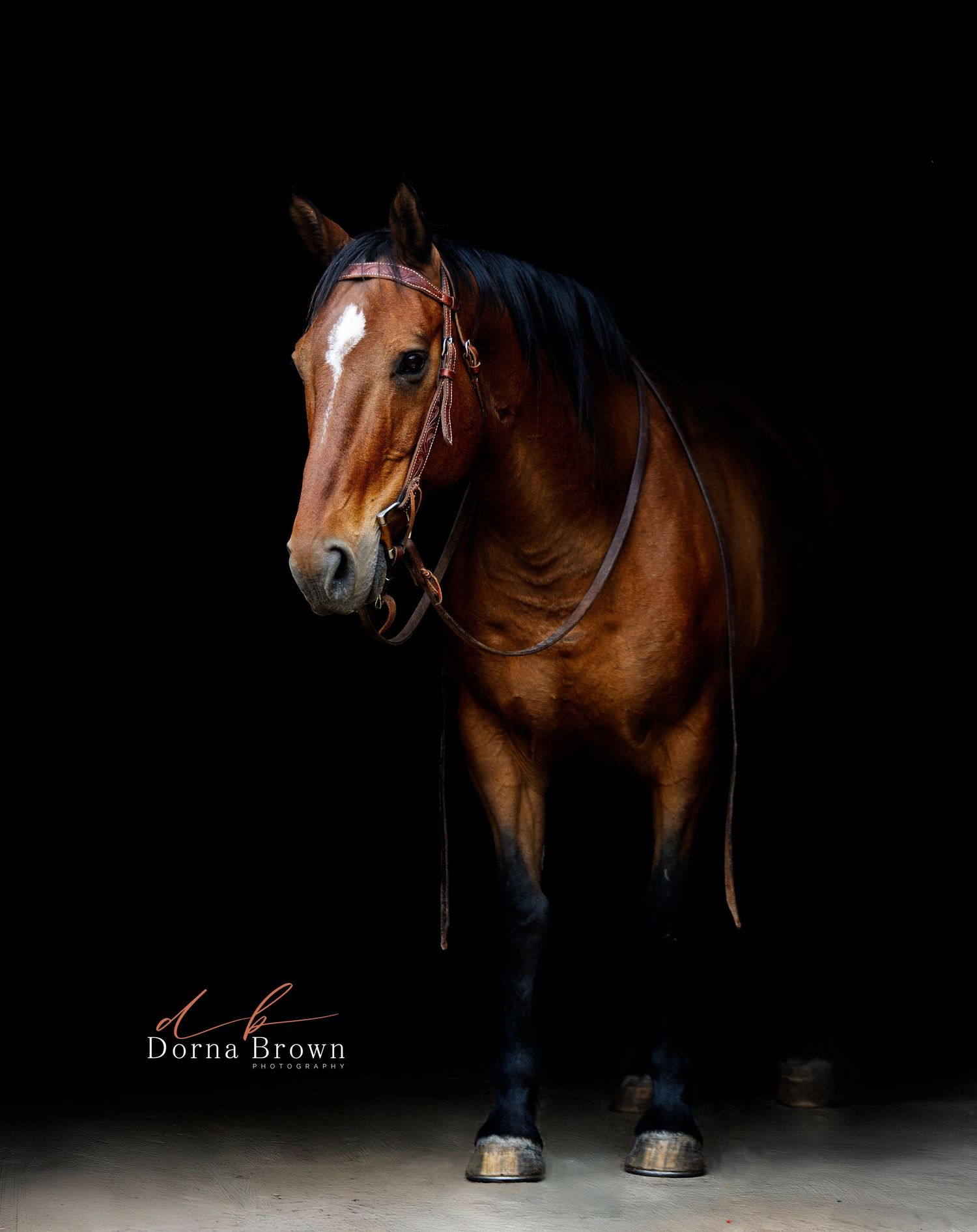 Professional portrait of a majestic bay horse with white blaze against black background showing detailed lighting and bridle.