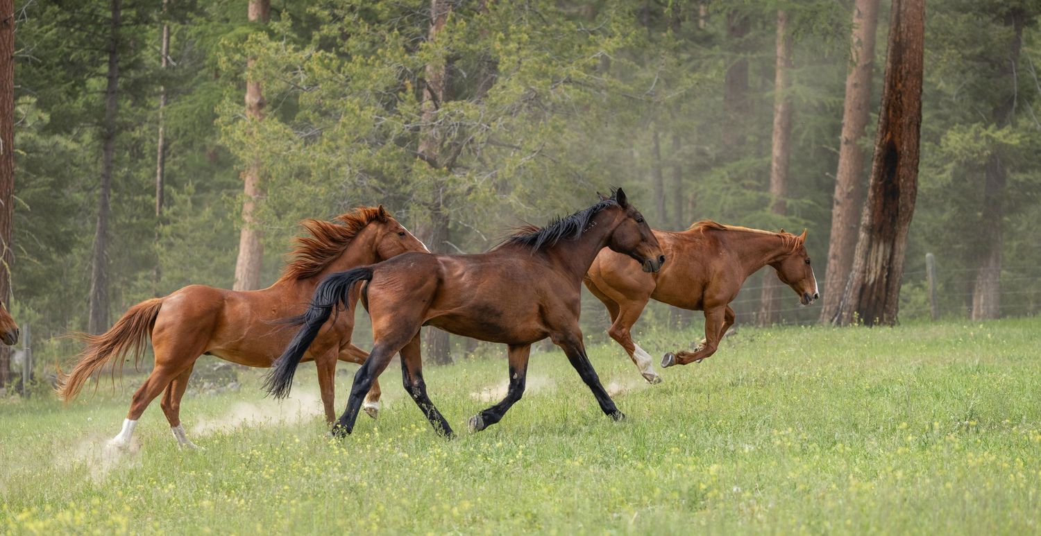 Four majestic wild horses gallop freely through a green meadow with forest trees in the background.