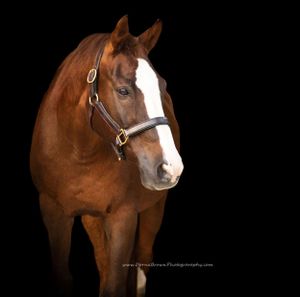Black Background Horse