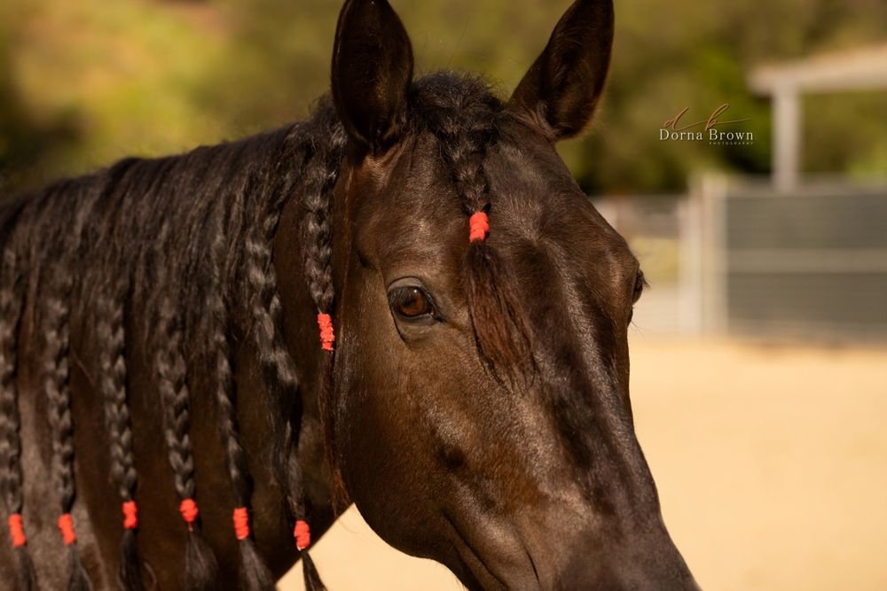 Horse Photography head shot