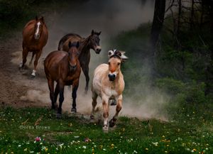 Horses running down a hill
