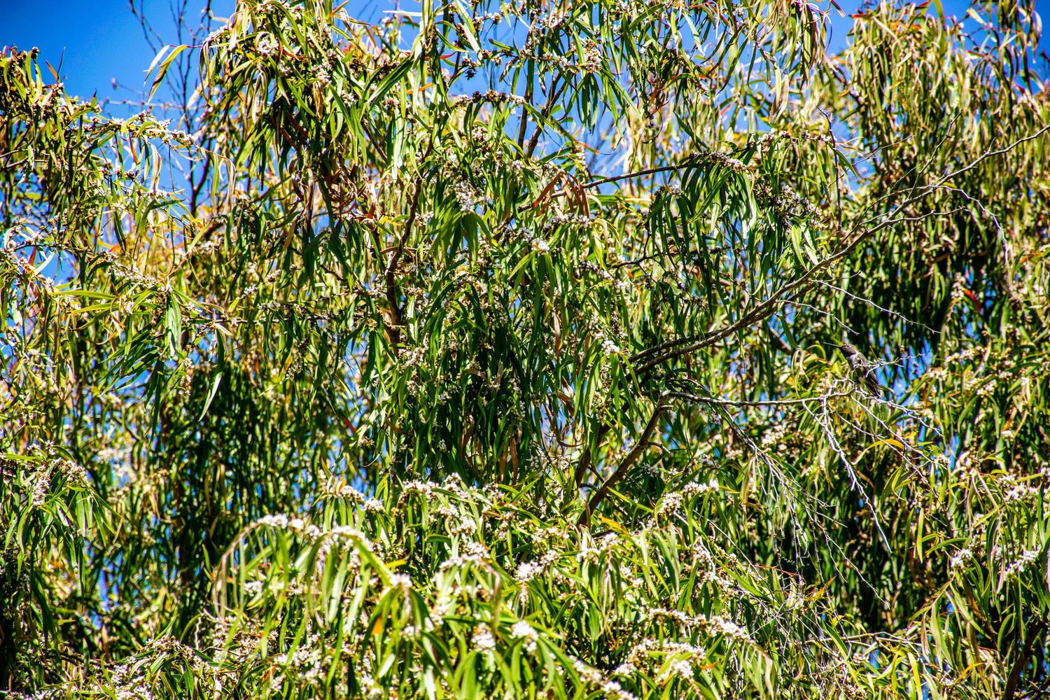 Eucalyptus tree branches with long drooping leaves against bright blue sky.