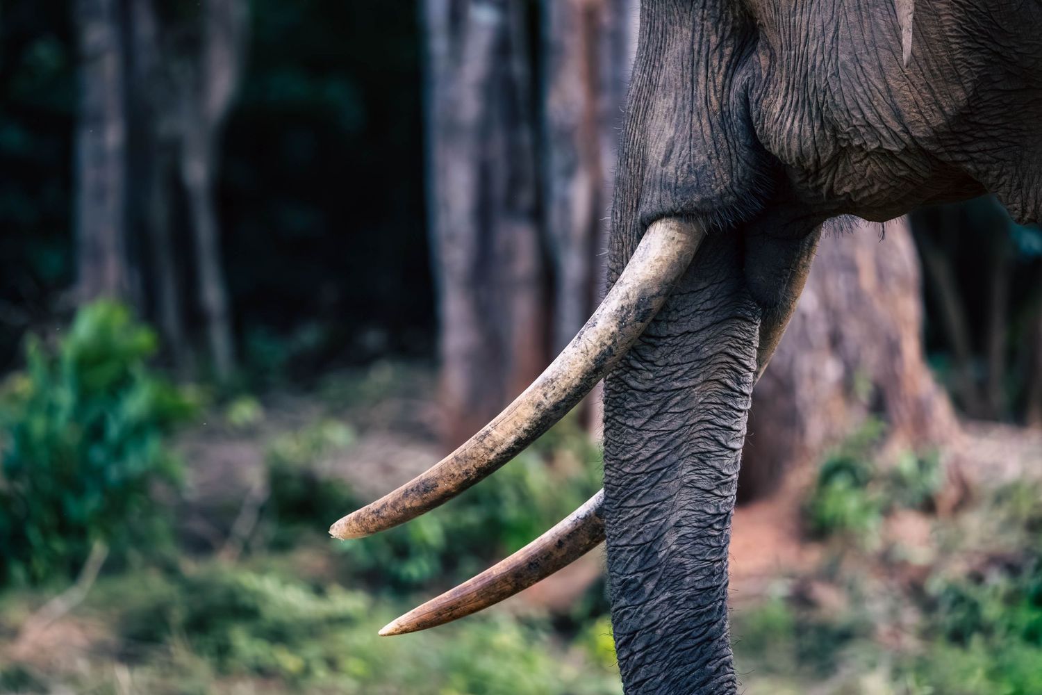 Close-up view of an elephant's tusk and trunk in a forest setting.