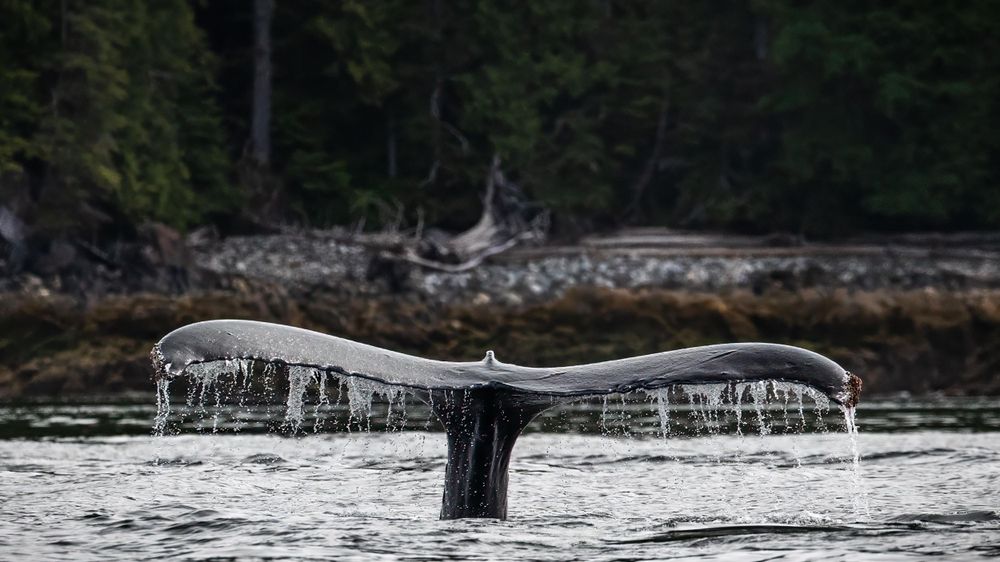 Humpback whale tail fluke breaking the surface of dark water near forested coastline.