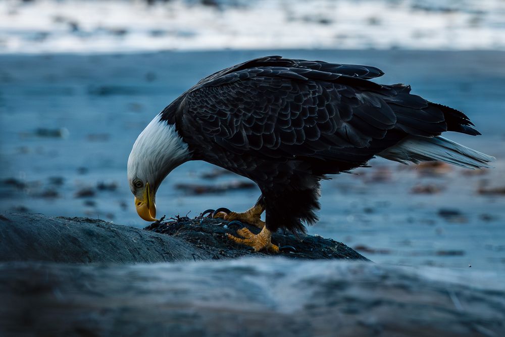Bald eagle perched on a rock, bending down to eat prey, with a blurred icy blue background.