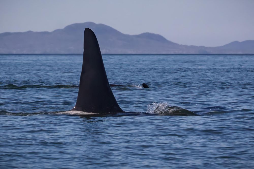 Large orca dorsal fin protruding from blue ocean waters with mountains on the horizon.