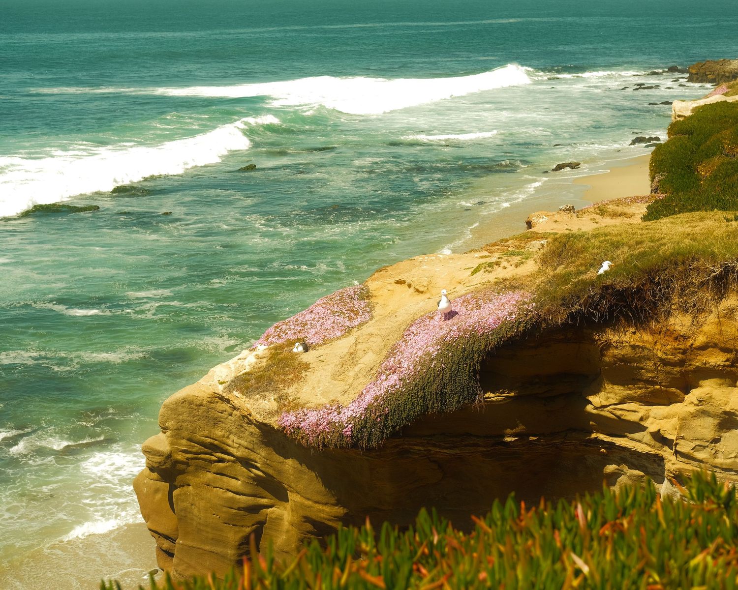 a cliff along the San Diego coast with the ocean in the background and seagulls resting on the cliff