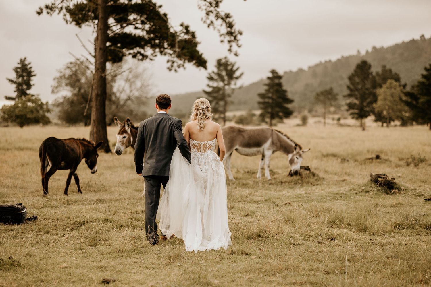 A couple in wedding attire walks through a pastoral field with donkeys grazing in the background on a hazy autumn day.