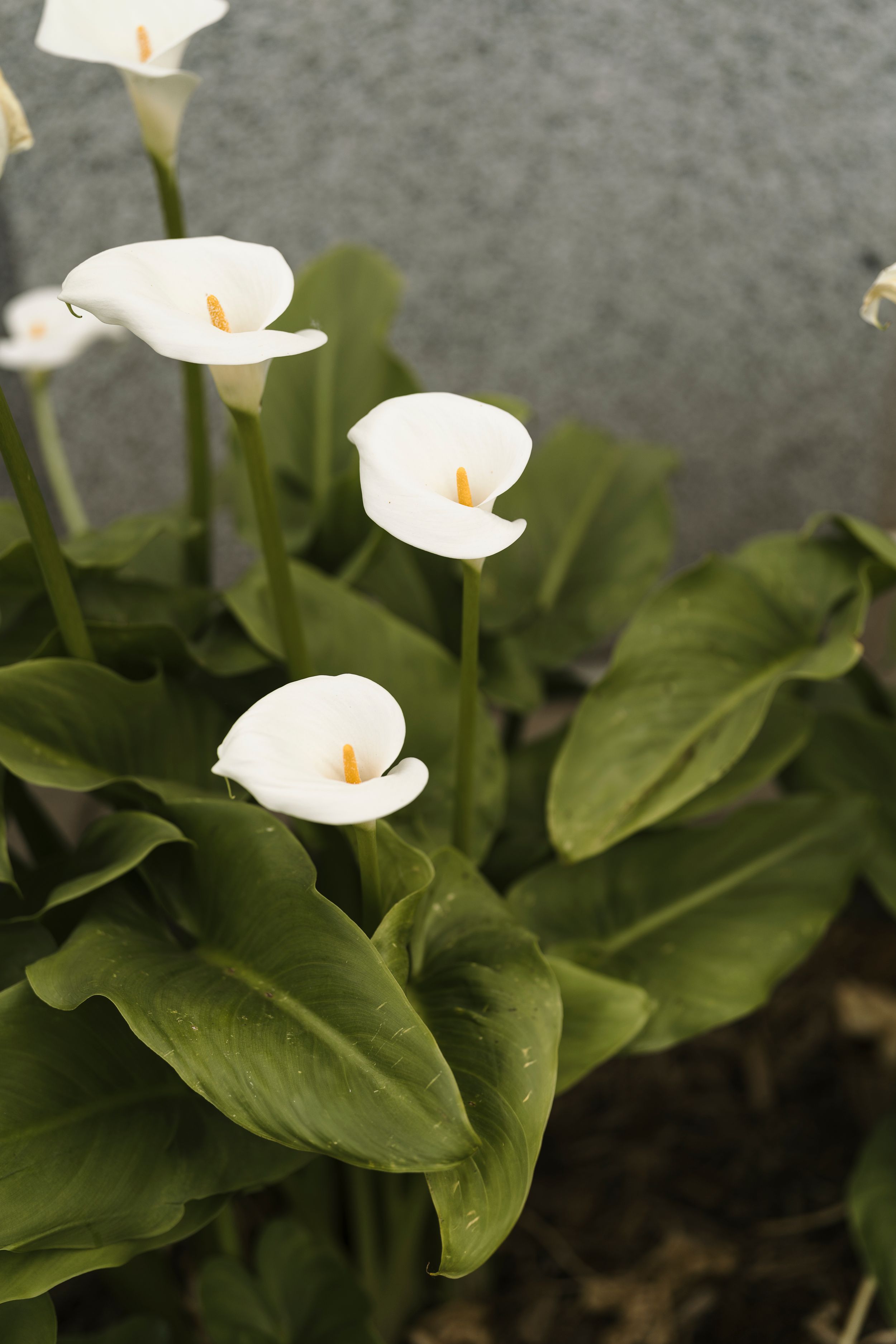 White calla lilies bloom against lush green foliage in a garden setting.