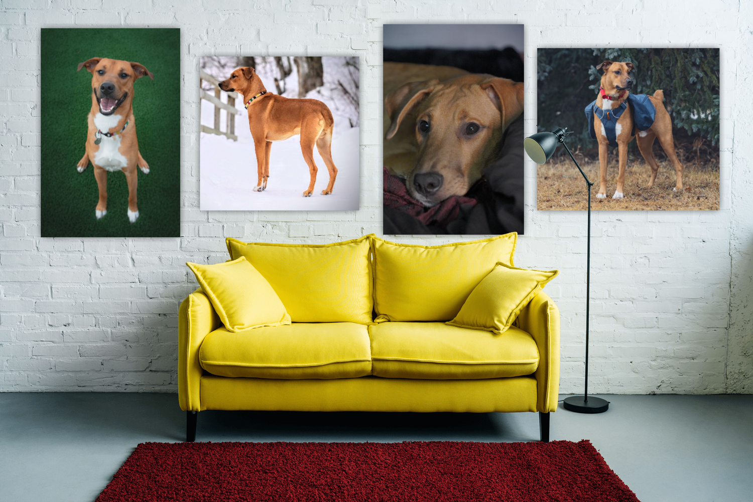 Edmonton Pet Photographer Prints Alex Emokpae