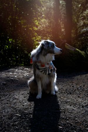 Melbourne Dog Photographer Border Collie