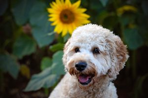 Dog in sunflowers photoshoot Melbourne