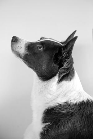 End-of-life pet photographer melbourne in home