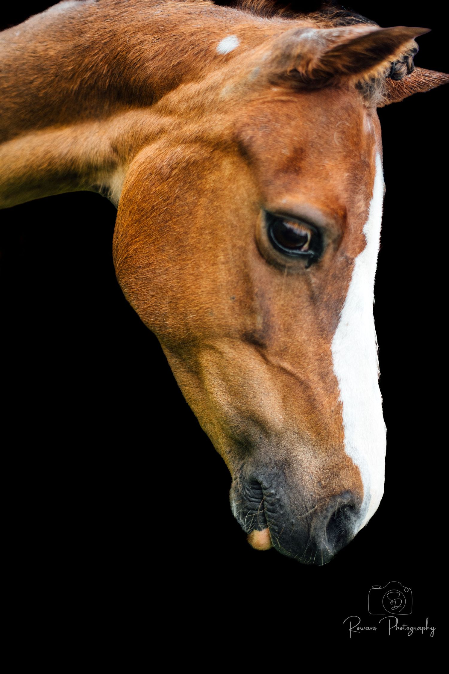 Close-up portrait of a chestnut horse's face against a black background.