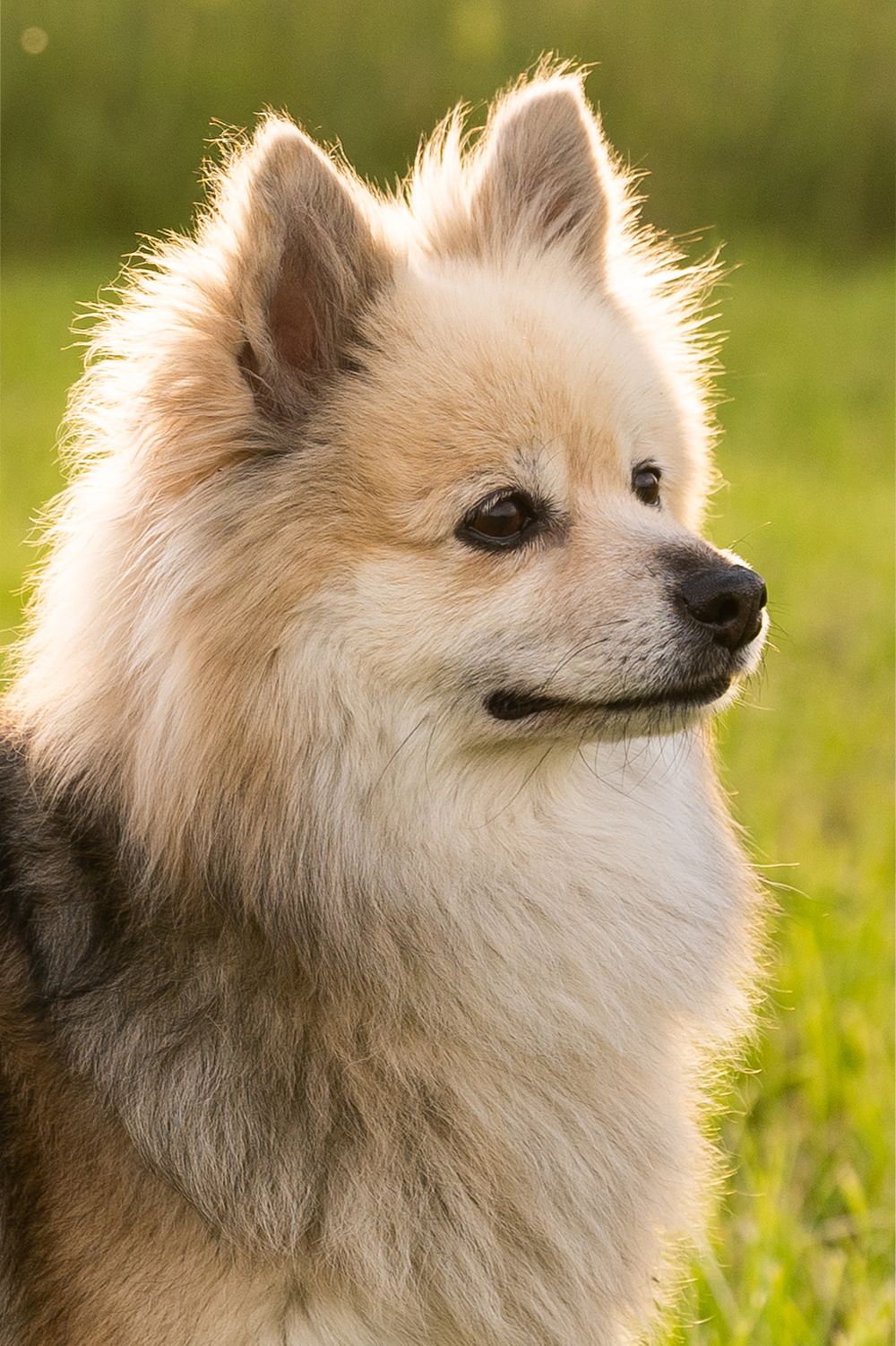Spitz Mittelspitz Fotoshooting Hundefotoshooting Hundeshooting professionelles Fotoshooting Tierfotografie Fotograf Fotografin Fricktal Foto