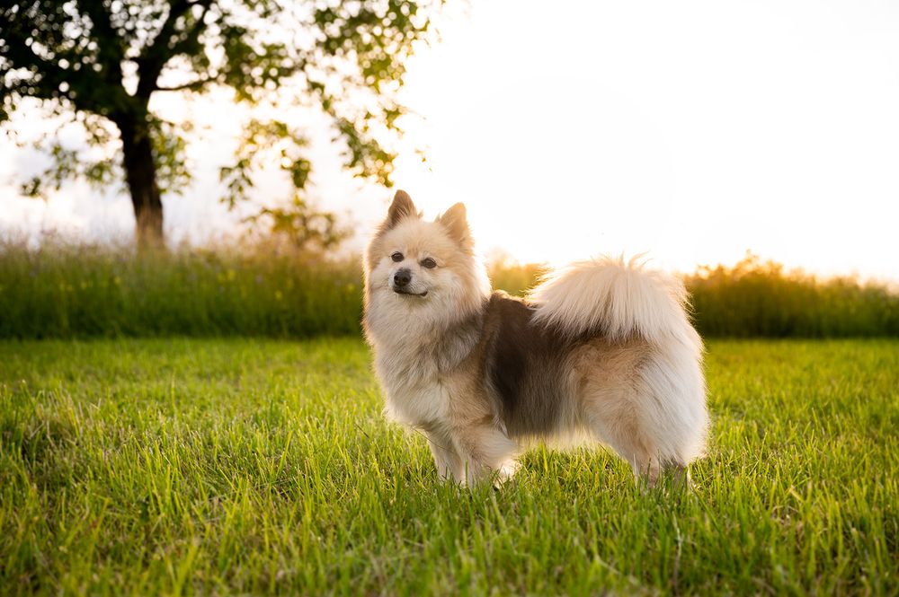 Spitz Mittelspitz Fotoshooting Hundefotoshooting Hundeshooting professionelles Fotoshooting Tierfotografie Fotograf Fotografin Fricktal Foto