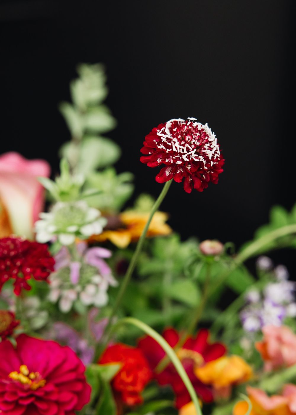 A vibrant floral arrangement with deep red, orange, and purple blooms against a dark background.